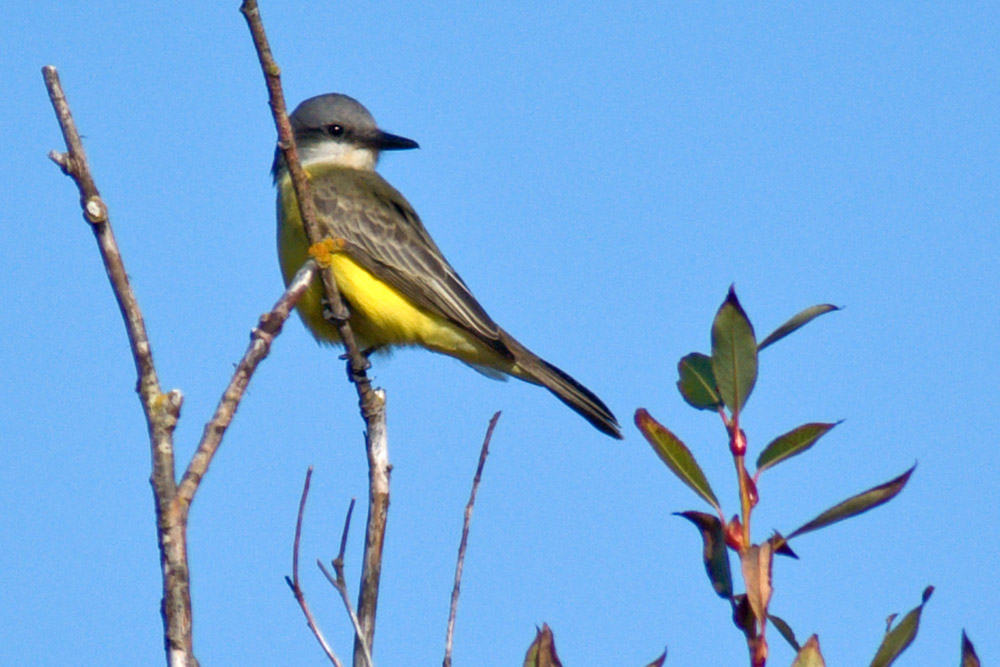 Tropical Kingbird